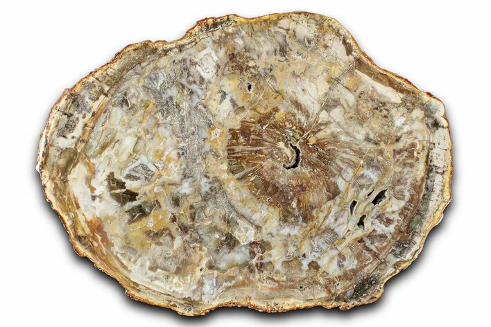Polished Petrified Wood (Araucaria) Round - Madagascar #344709
